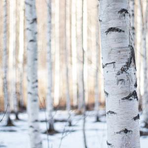 Koivunrunkoja metsässä. Puiden lomassa näkyy maassa lunta. 