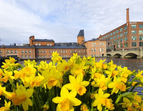Keltaiset narsissit kukkivat Frenckellin rakennuksen edustalla