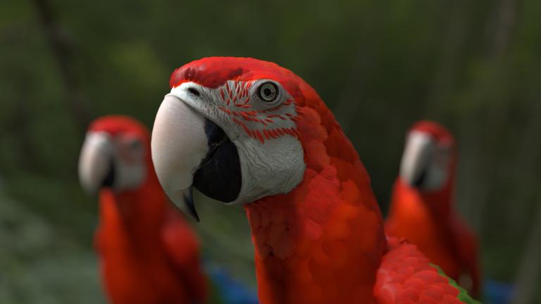 Havainnekuva papukaijasta. 