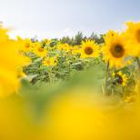 Auringonkukkapelto kesällä.