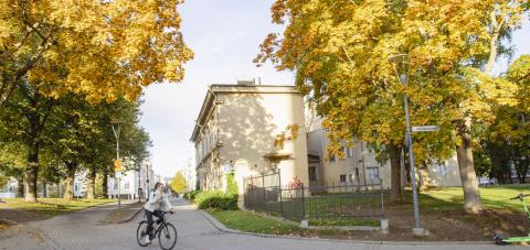 The trees in Kirjastonpuisto Park in their yellow autumn colors.