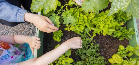 Kahden ihmisen kädet hoitamassa viljelylaatikon kasveja.