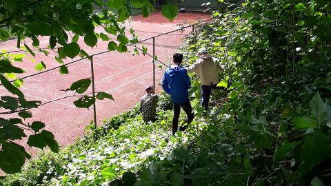 Kolme henkilöä kitkee vieraslajeja tenniskentän vieressä olevassa pusikossa.