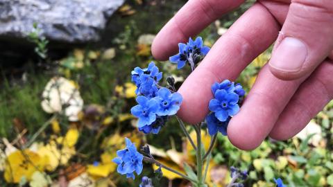 Ihmisen käsi koskee hellästi pieniä sinisiä kukkia.