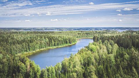 Näkymä Kauppi-Niihaman metsään ja Niihamanjärvelle