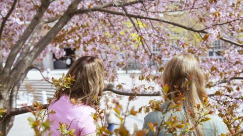 Kaksi henkilöä seisoo selin kukkivan kirsikkapuun alla.