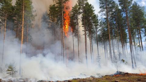 Metsää poltetaan alueen ennallistamiseksi.