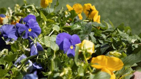 Blue and yellow violets.