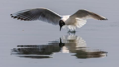 A seagull landing in the water.