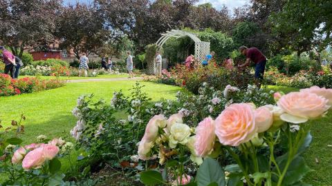 Groups of roses and pink roses at the the rose garden gate.