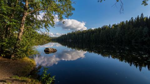 Sininen kesäinen Suolijärvi, rannalla puu ja taivaalla kesäisiä pilviä.