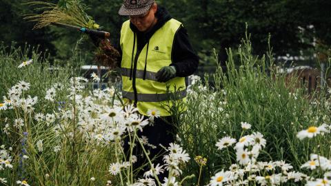 Talkoolainen hoitaa niittyä.