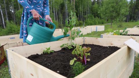Lapsi kastelee kastelukannulla laatikkoviljelmää, jossa kasvaa taimia.