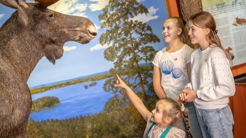 Kolme tyttöä katselee täytettyä hirveä näyttelytilassa. Pieni tyttö osoittaa eläimen turpaa. 