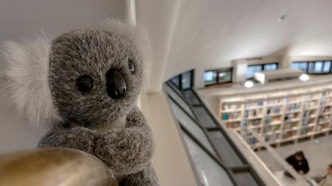 Pehmopresidentti Kati Koala pääkirjasto Metson parvekkeen kaiteella. Taustalla näkyy kirjasali. 