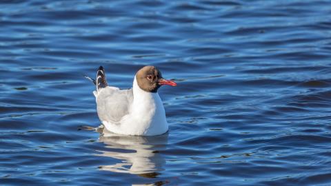 Vedessä ui valkoinen lintu, jolla on harmaa selkä, musta pää ja oranssi nokka.