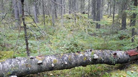 Kääpiä kaatuneella puunrungolla vanhassa metsässä.