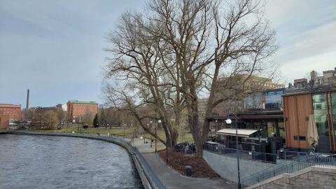 Koskipuiston kaksi vanhaa poppelia Tammerkosken rannassa ravintola Puiston vieressä.