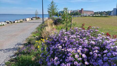Kukkaloistoa kesällä Ranta-Tampellan rantaraitilla.