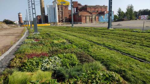 Vastaistutettu perennamattoja raitiotien reunalla.