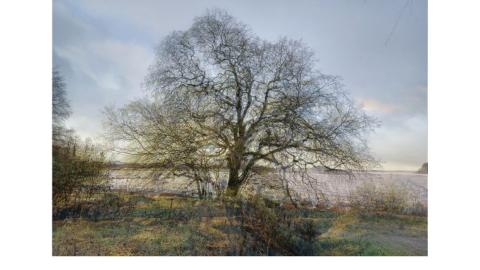 Maalauksessa on lehdetön koivu keväisessä maisemassa.