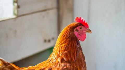 Punaruskea kana kanalassa.