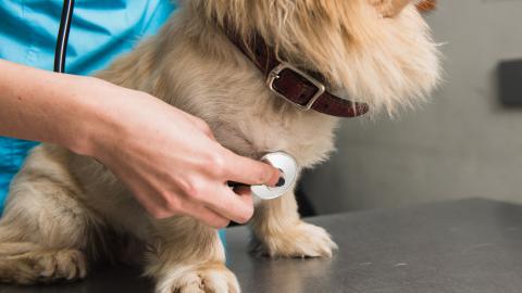 Eläinlääkäri kuuntelee stetoskoopilla pientä koiraa.