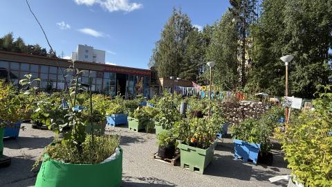 Kalevan hallin yhteisöviljelmä