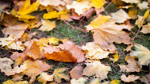 Vaahteran lehtiä nurmikolla.