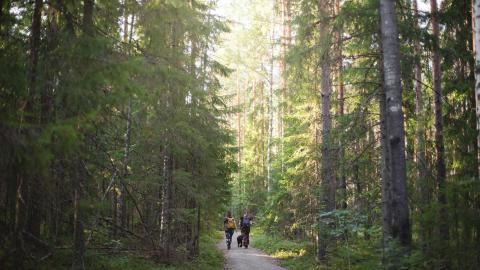 Ulkoilijoita ulkoilureitillä metsässä, jossa kasvaa korkeita puita.