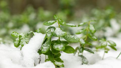 Lingonberry bushes in a snowy forest.