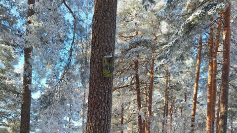 Linnunpönttö puussa talvisessa harjumetsässä.