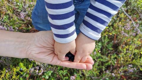 Lapsen kädet ottamassa mustikoita aikuiselta. 