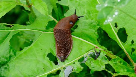 A Spanish slug on the green, partially eaten leaves of a plant. 