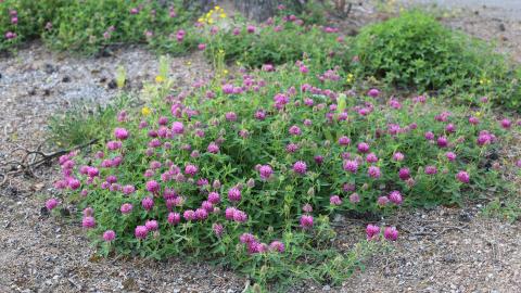 Violettikukkaisia metsäapiloita.