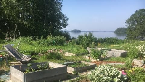 Näkymä Tahmelan viljelypalstoilta järvelle kesällä.