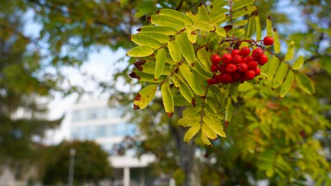 A branch of a rowan tree. A cluster of berries on the branch. The window wall of Sampola in the background.