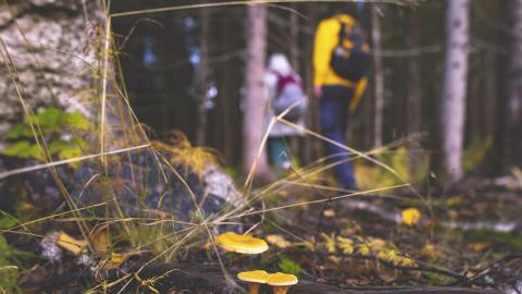 Aikuisia syksyisessä metsässä kävelemässä reput selässä. 