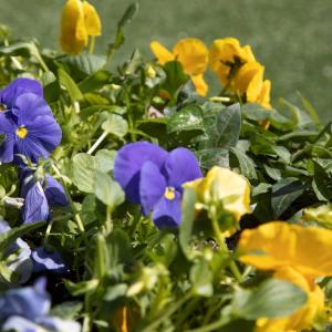 Blue and yellow violets.