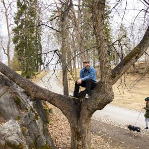 Kaupunginpuutarhuri Timo Koski istuu puussa ja katselee maisemia