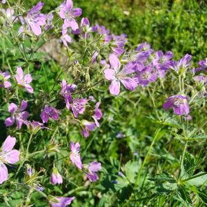 Violetteja kesäkukkia