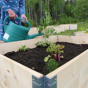 Mekkoon pukeutunut henkilö kastelee viljelylaatikossa kasvavia kasveja kastelukannulla.