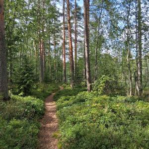 Pikku-Tohlopin metsäpolku.