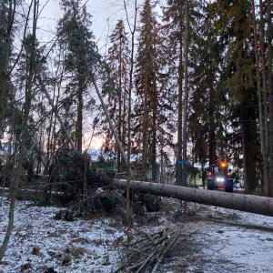 Metsurin korjaavat kaatunutta puuta ulkoilumetsästä.