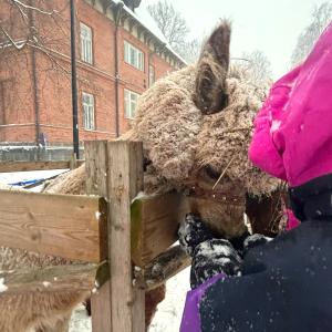 Alpacas in Hiedanranta during a winter event.