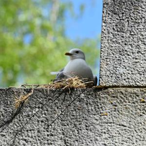 Lokki pesii muurilla.