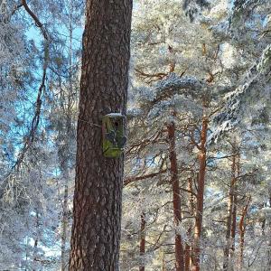 Linnunpönttö puussa talvisessa harjumetsässä.