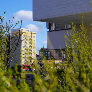 A bush in the foreground. In the background you can see a building, two apartment buildings and a tram.