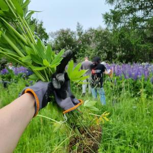 A bunch of lupines in the hand of a volunteer at the edge of a meadow.