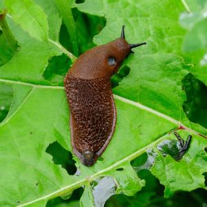 A Spanish slug on the green, partially eaten leaves of a plant. 